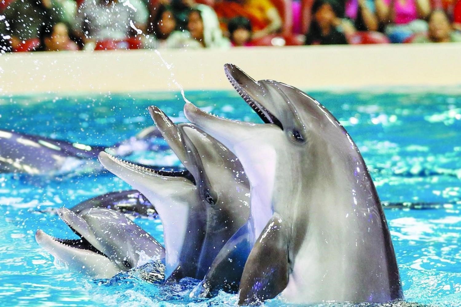 паттайя дельфины